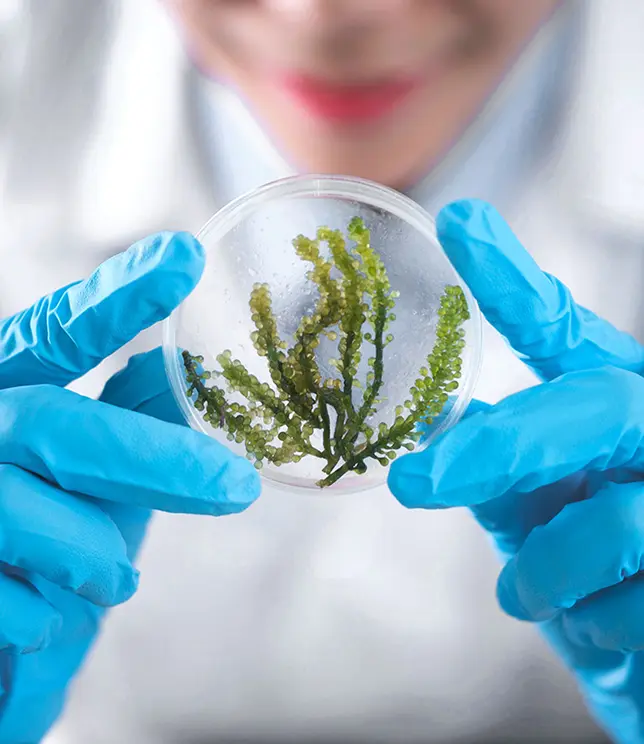 Osoba w rękawiczkach trzymająca płytkę Petriego z zielonymi roślinami.