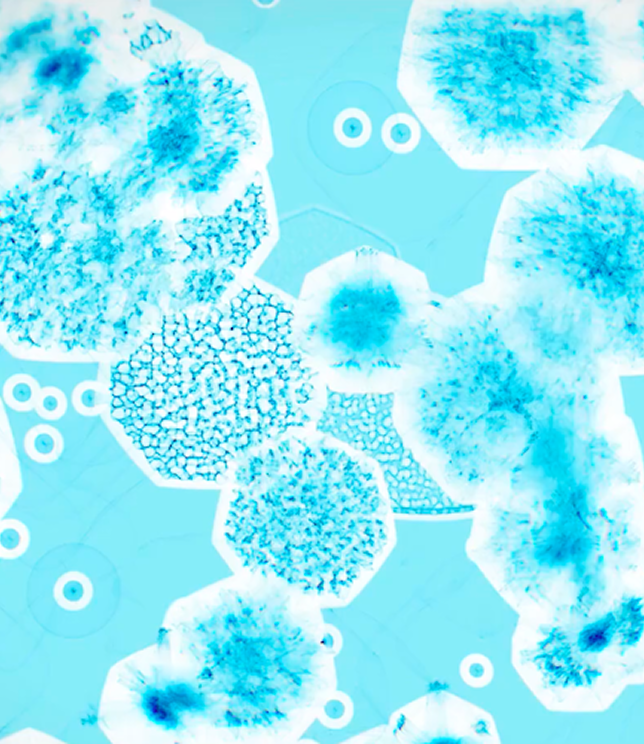 JAK WYBRALIŚMY ODPOWIEDNIE ŻYWE BAKTERIE