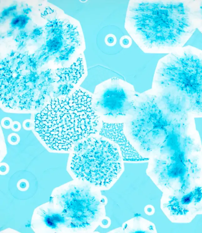 Bakterie widziane pod mikroskopem