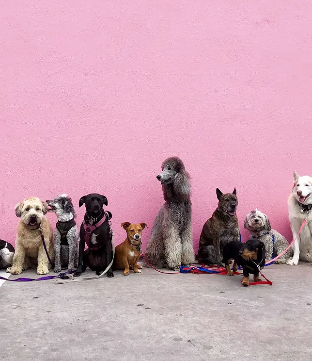 Grupa różnych ras psów na tle różowej ściany.