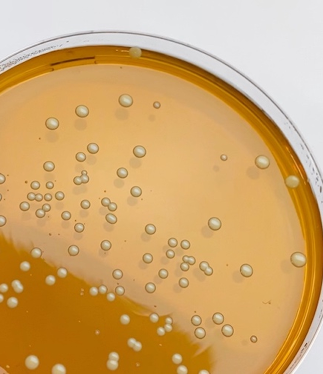 DBAJ O BAKTERIE W SWOIM ORGANIZMIE