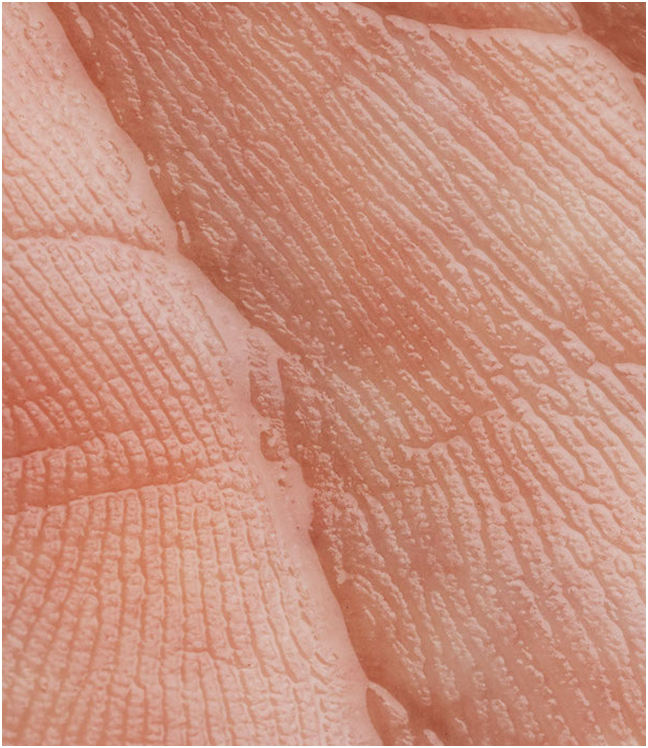 Zbliżenie na strukturę skóry dłoni – widoczne linie papilarne i naturalna tekstura naskórka