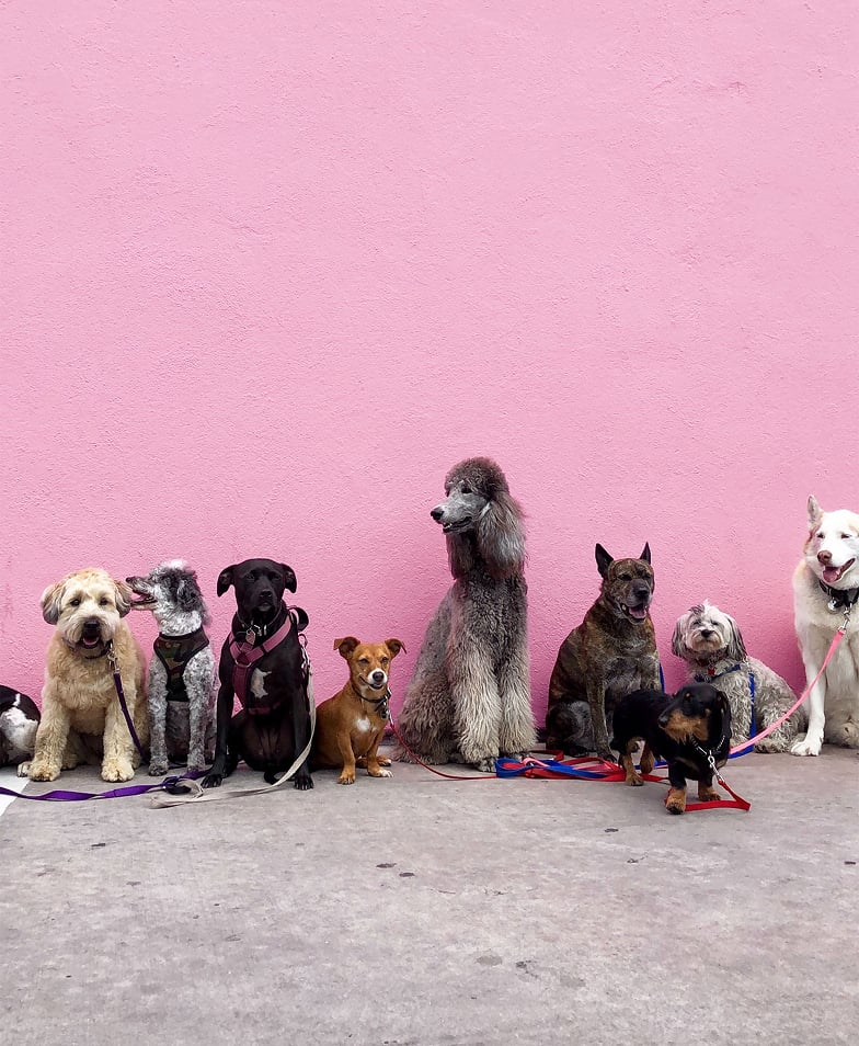 Grupa różnych ras psów na tle różowej ściany.