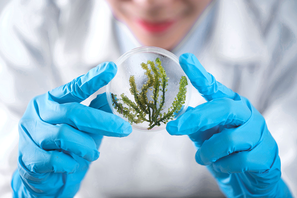 Osoba w rękawiczkach trzymająca płytkę Petriego z zielonymi roślinami.
