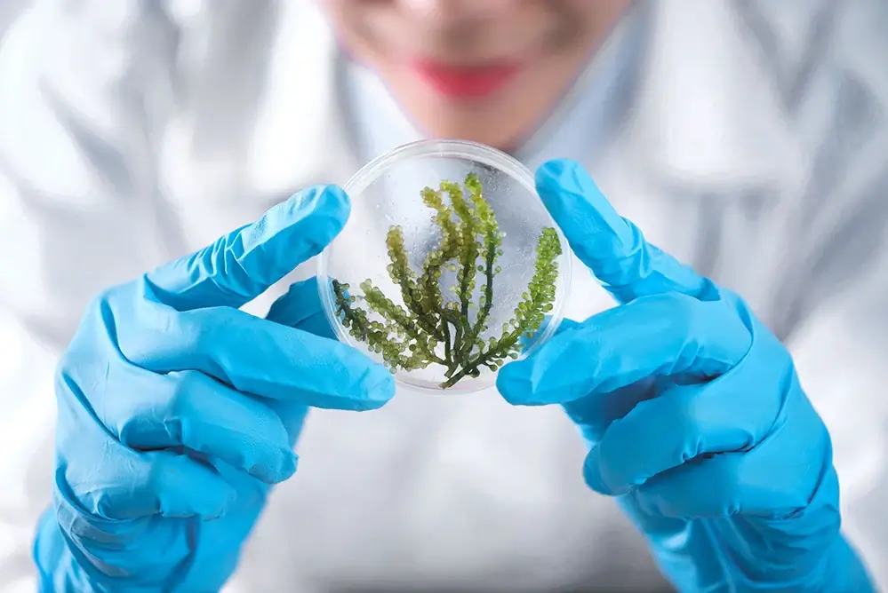 Osoba w rękawiczkach trzymająca płytkę Petriego z zielonymi roślinami.