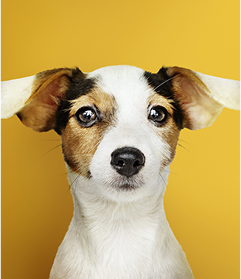 BADANIA NAD MIKROBIOMEM UCHA U PSA